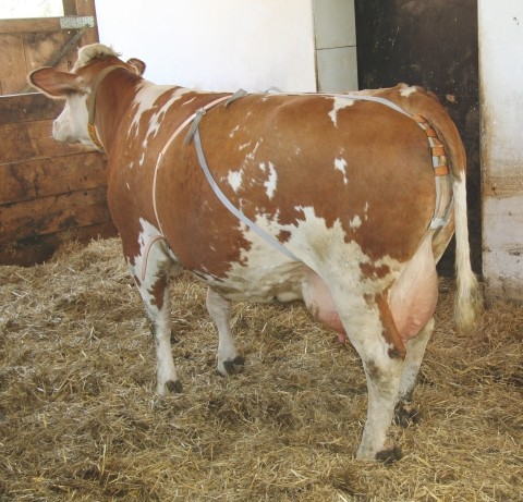 Band� nylonov� pre dojnice