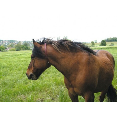 KERBL Obojok proti hmyzu pre kone