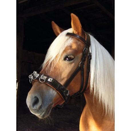 Lon�ovacia ohl�vka pre Teplokrvn�kov