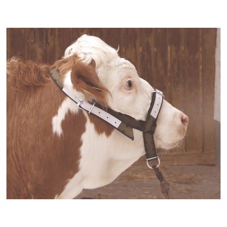 Ohl�vka pre kravy a mlad�ch b�kov