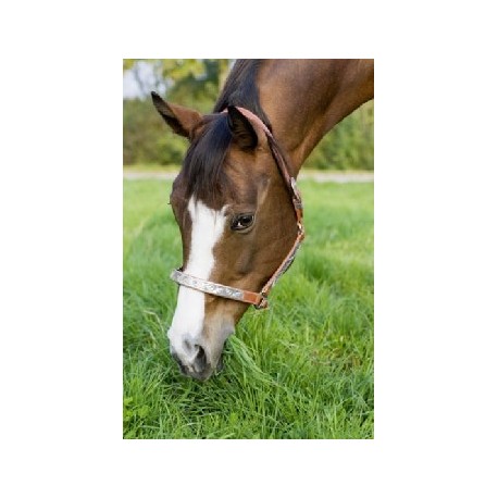 Ohl�vka SHOW western HALTER