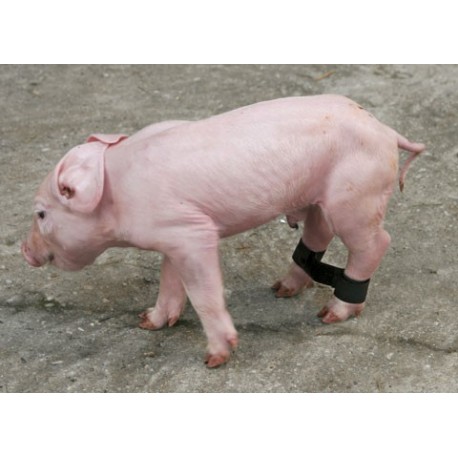 Oporn� p�sky pre prasiatka