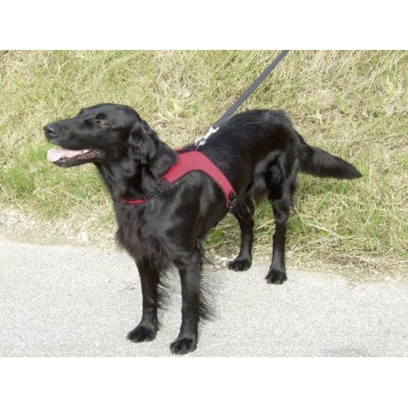 Postroj SPORT 15cm/25-33cm XS