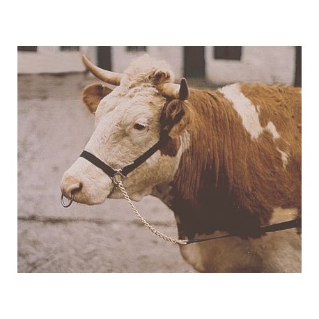 Predv�dzacia ohl�vka