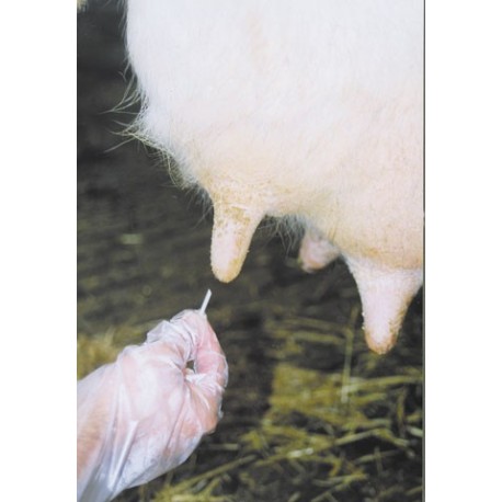 Ty�inky do ceckov vemena